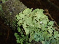 Platismatia norvegica