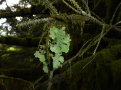 Platismatia norvegica