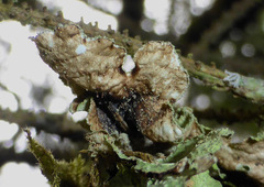 Platismatia norvegica
