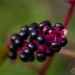 American Pokeweed - Photo (c) Joan Costanza, some rights reserved (CC BY-NC)