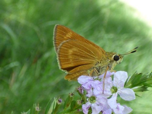 Byssus Skipper photo 3