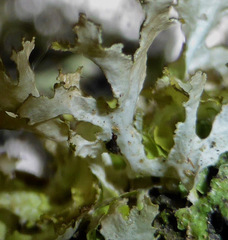 Tuckermanopsis chlorophylla