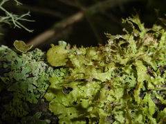 Tuckermanopsis chlorophylla