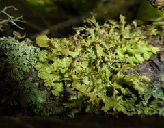 Tuckermanopsis chlorophylla