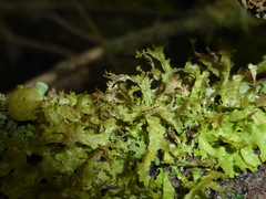Tuckermanopsis chlorophylla