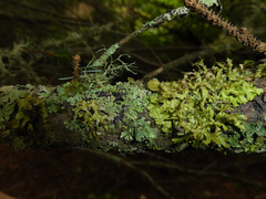 Tuckermanopsis chlorophylla