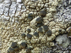 Lecanora alaskensis