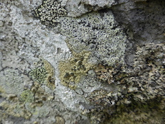 Lecanora alaskensis