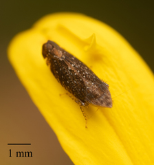 Scaphytopius loricatus