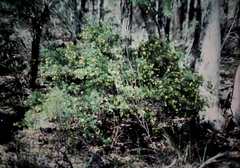 Gompholobium aspalathoides