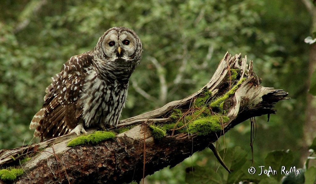 Cinereous Owl photo