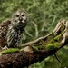 Cinereous Owl - Photo (c) Antonio Robles, some rights reserved (CC BY-NC-SA), uploaded by Antonio Robles