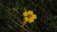 Potentilla gracilis fastigiata