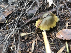 Tricholoma viridiolivaceum