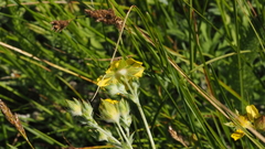 Potentilla gracilis fastigiata