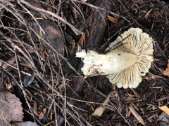 Tricholoma viridiolivaceum