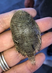 Trinectes maculatus