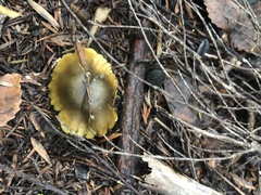 Tricholoma viridiolivaceum