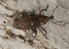 Lepyrus oregonus