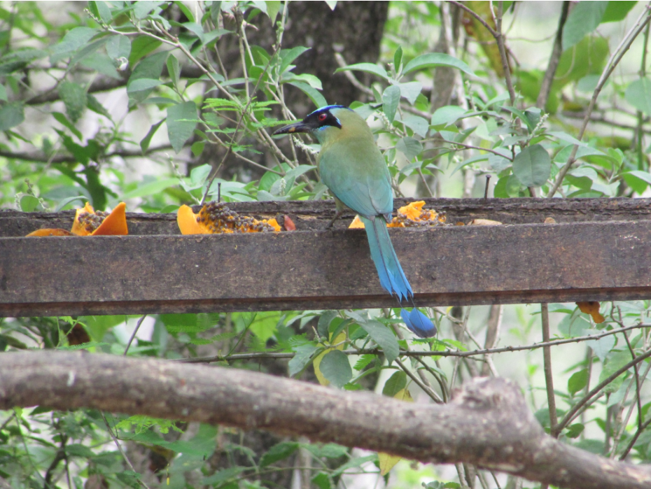 Momotidae image