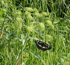 Limenitis helmanni