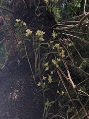 Dendrobium catenatum