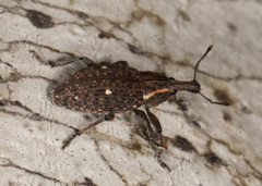 Lepyrus oregonus