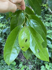 Pera arborea