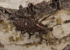 Lepyrus oregonus