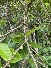 Pera arborea