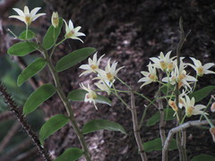 Dendrobium catenatum
