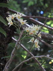 Dendrobium catenatum