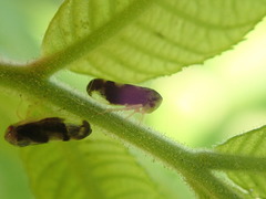 Pediopsoides distinctus