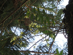 Dendrobium catenatum