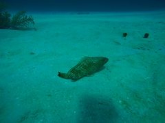 Epinephelus guttatus