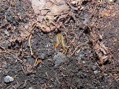 Scolopocryptops nigridius