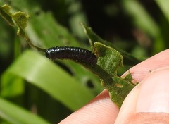Gastrophysa cyanea