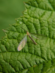 Pediciidae