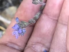 Phacelia breweri