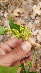 Smilax californica