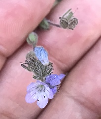 Phacelia breweri