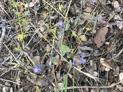 Phacelia breweri