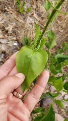 Smilax californica