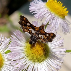 Thyris maculata