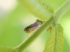 Pediopsoides distinctus