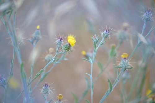 Centaurea melitensis
