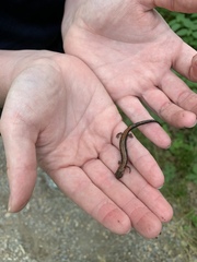 Plethodon cinereus