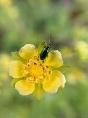 Scelolyperus varipes