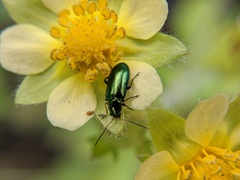 Scelolyperus varipes