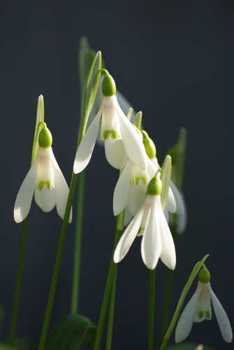Green Snowdrop